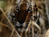 Bengal Tiger (Panthera Tigris Tigris)