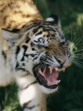 Close View of a Snarling Tiger