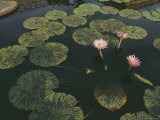 Buy Lilies in a Pond at AllPosters.com
