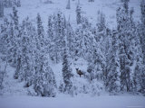 Barren-Ground Caribou Among Spruce Trees