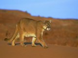 A Mountain Lion Strides Across the Arid Turf