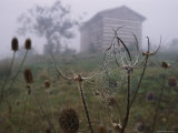 Spider-Web Covered in Water Droplets