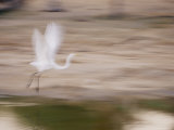 A White Egret is a Blur of Motion as it Flys