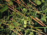 Microscopic View of Diatoms