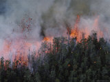 Buy Flames and Molten Lava from a Kilauea Light the Air Behind a Curtain of Ohi a Lehua Trees at AllPosters.com