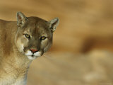 A Mountain Lions Pauses in Front of the Camera