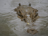 A Partially Submerged Saltwater Crocodile