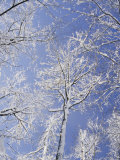 Buy Snow-Covered Trees at AllPosters.com