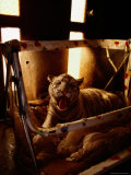 Siberian Tiger Cub in a Childs Play-Pen, Which is Being Used as a Bed