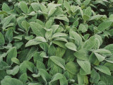 Buy Lambs Ear Plants at AllPosters.com