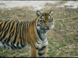 Tiger at the National Zoo