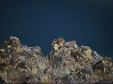 A Golden-Mantled Ground Squirrel Sits on a Rock