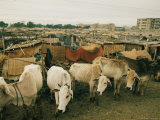Buy Cattle Share Living Space with People in Dacca at AllPosters.com