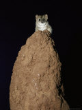 Buy A Mulgara Rests Atop a Termite Mound at AllPosters.com