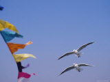Buy Gulls Fly over Colorful Flags in Bombay at AllPosters.com