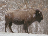 Buy Buffalo in the Snow at AllPosters.com