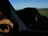 Picture of Bison Taken from Inside a Car