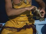A Fisherman Extricates a Fish from a Net