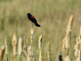 Red-Winged Blackbird