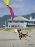 A German Shepherd Leaps for a Kite on the Beach at the Lincoln City Kite Festival