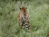 A Siberian Tiger Walks Away from the Camera