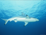 Buy View of a Blue Shark at AllPosters.com