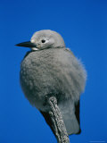 A Clarks Nutcracker Perches on a Branch