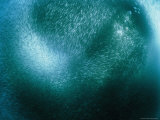 Buy A Sea Lion Harasses a School of Fish at AllPosters.com