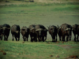 Herd of Cape Buffalo