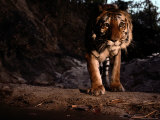 Indian Tiger