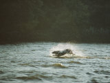 Buy A Dog Splashes Through the Water at AllPosters.com