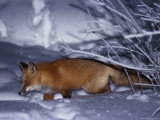 Arctic Fox