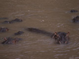 Hippopotamuses Swim in Muddy Water