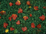 Buy Red Maple Leaves Lie on Green Clover Grass at AllPosters.com