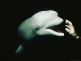 Buy A Hand Reaches out to Touch a Beluga Whale at AllPosters.com
