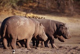 Hippopotamuses with Birds Walk Near a Water Hole
