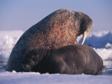 A Newborn Walrus Pup Rests with its Mother