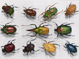 Various Kinds of Beetles