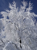 Buy Snow Paints Trees White in the Woods of New York at AllPosters.com