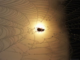 A Spider Web with a Trapped Insect