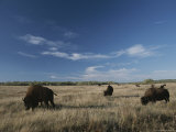 Bison Graze on a Field Set against a Blue Sky with Wispy Clouds