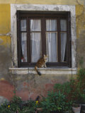A Cat Sitting on an Exterior Window Sill in Tournus