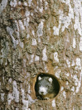 A Squirrel Peers out of a Hole in a Pine Tree
