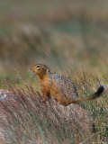 An Arctic Ground Squirrel in Fall Vegetation