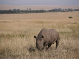 A White Rhinoceros on a Savanna