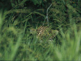 A Jaguar Peeks out from the Foliage