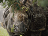 Buy A Docile Looking Indian Rhino Chews on a Few Leaves at AllPosters.com
