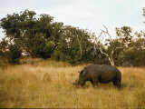 A Rhinoceros Feeds on Grass