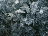 Buy Close-up of Leaves at AllPosters.com