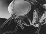 Scanning Electron Microscopic View of a Greenhead Fly